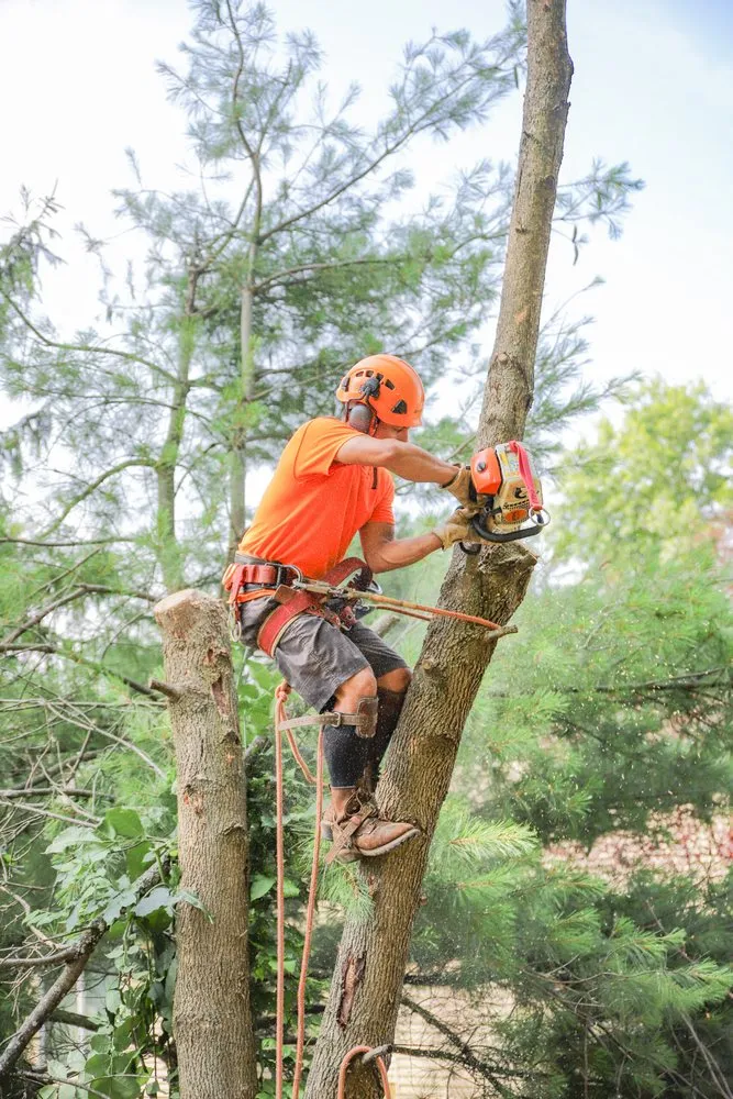 Custom garden landscaping in Malvern, PA - L & C Tree Services
