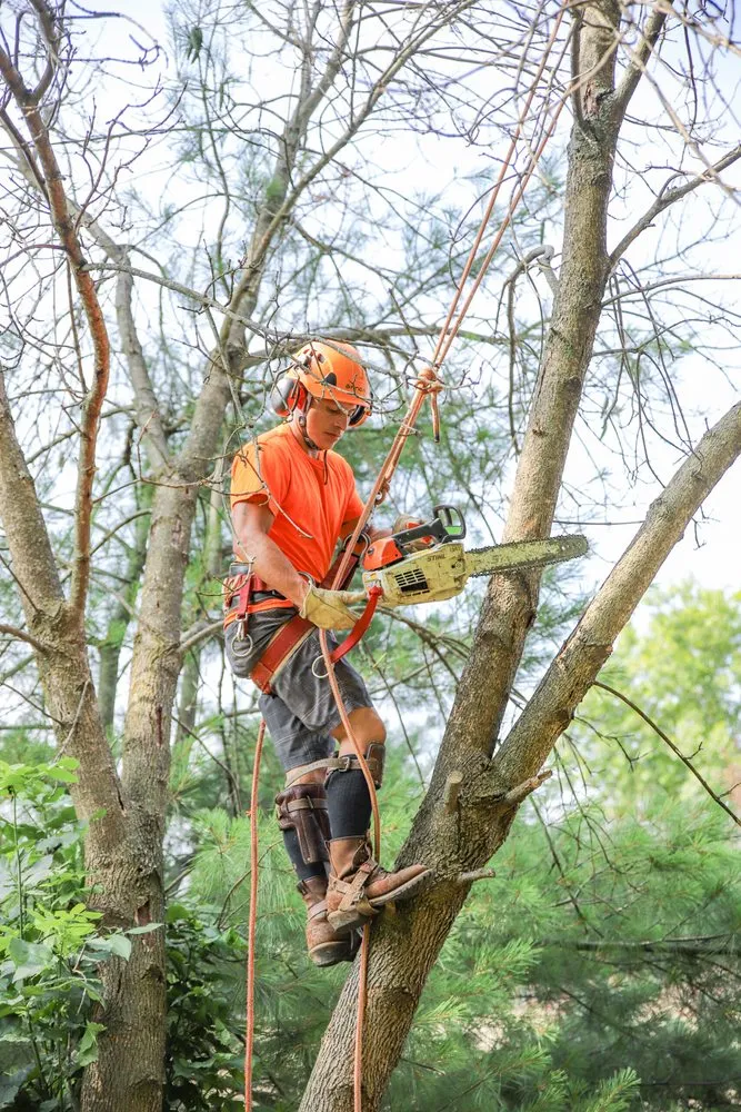 Local landscaping services experts serving Malvern, PA - L & C Tree Services