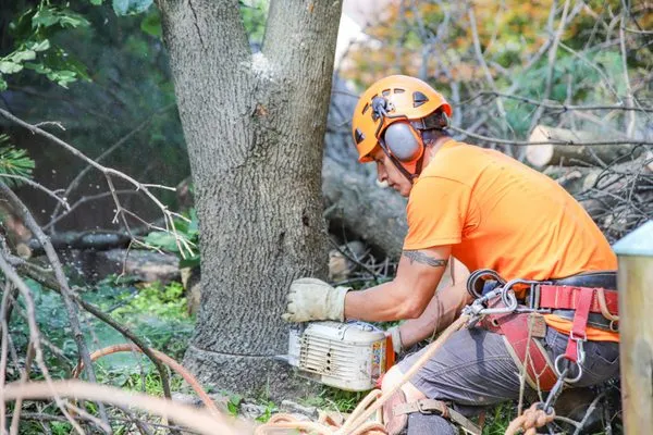 L & C Tree Services Logo
