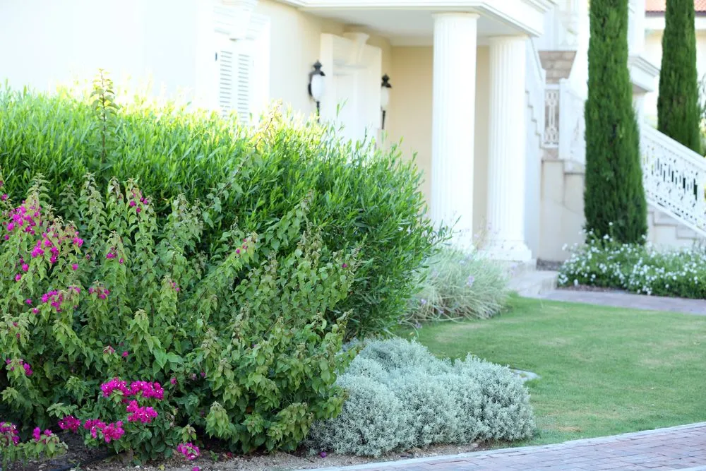 Expert yard maintenance for year-round maintenance across Lakeland, FL - L & D Landscaping