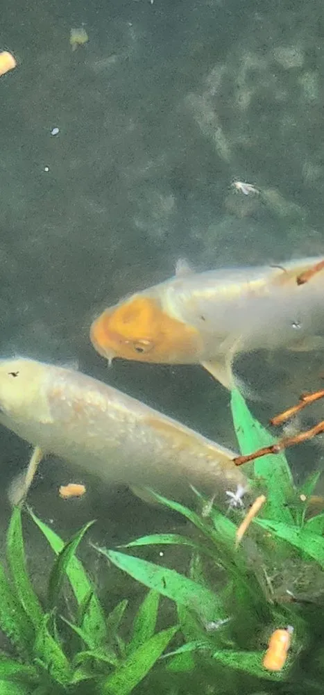 Local lawn care service in Richmond, KY by L & H Scaping