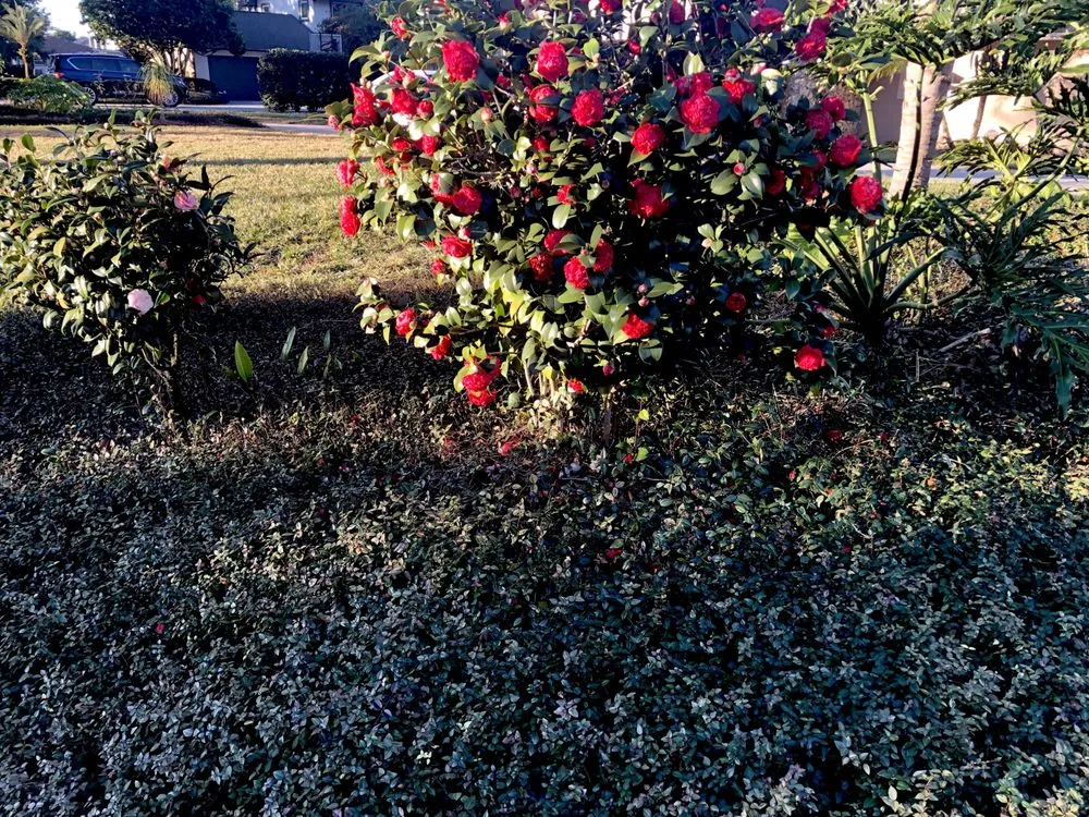 Reliable lawn care service in Coatesville, PA by L & M Contractors