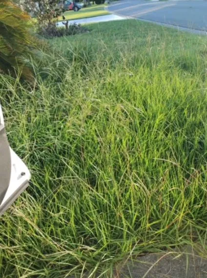 Local garden landscaping near you in Inverness, FL by L & M property management