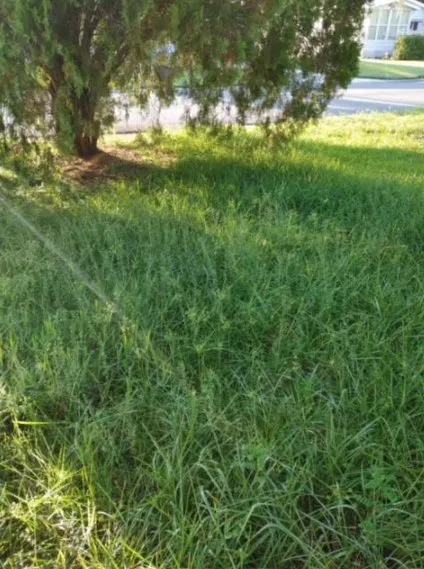 Reliable landscape installation for outdoor upgrades in Inverness, FL by L & M property management