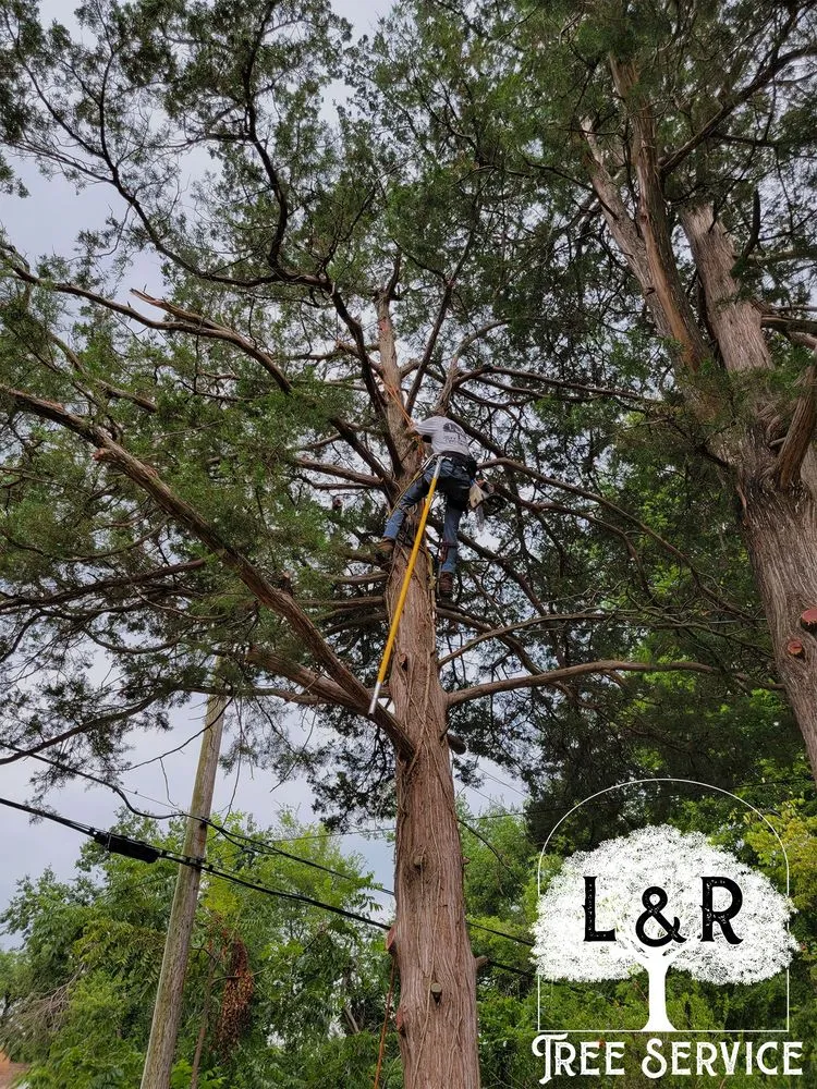 Expert lawn care service experts serving Oklahoma City, OK - L & R Tree Service