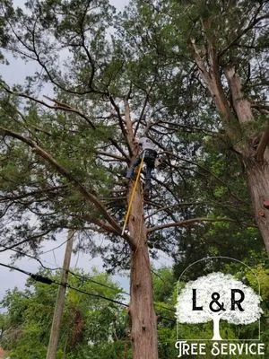 L & R Tree Service Logo