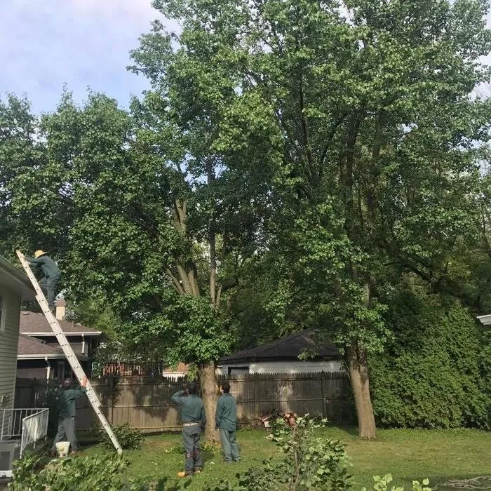 Affordable lawn care service for residential properties in Bolingbrook, IL by L & S Landscaping