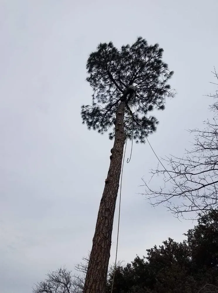 Custom yard cleanup service experts serving Irving, TX - L & T Landscaping