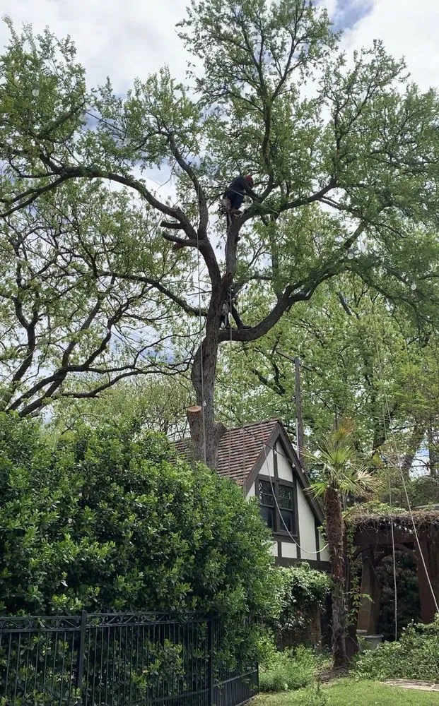 Trusted yard cleanup service in Irving, TX - L & T Landscaping