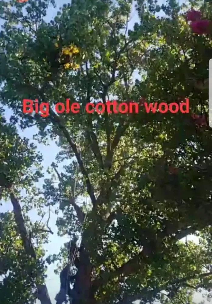 Professional landscaping services in Irving, TX by L & T Landscaping