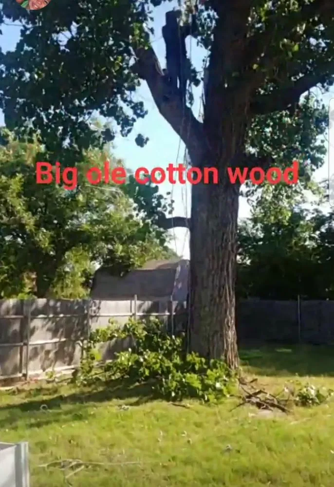 Top-rated lawn care service in Irving, TX - L & T Landscaping