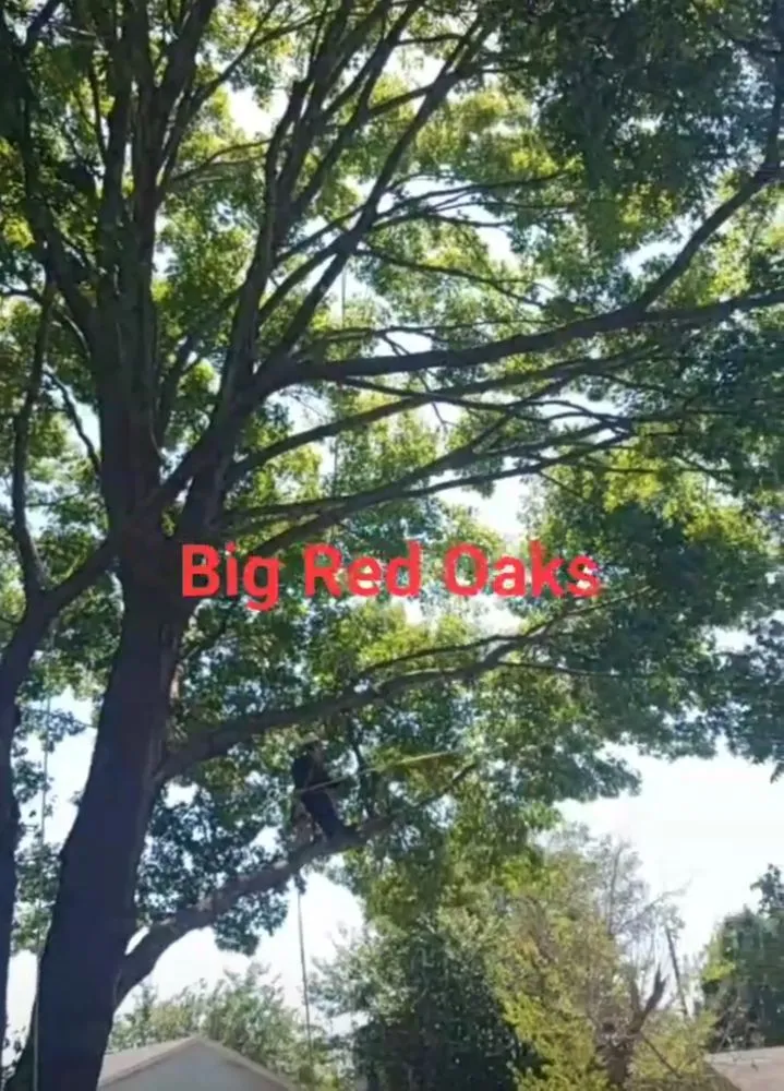 Expert lawn care service with custom design across Irving, TX - L & T Landscaping