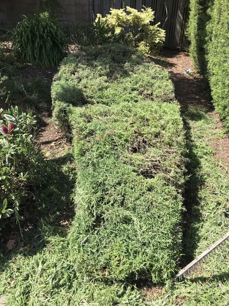 Expert garden landscaping for beautiful yards in Watsonville, CA by L A Lawn & Landscape Care Service