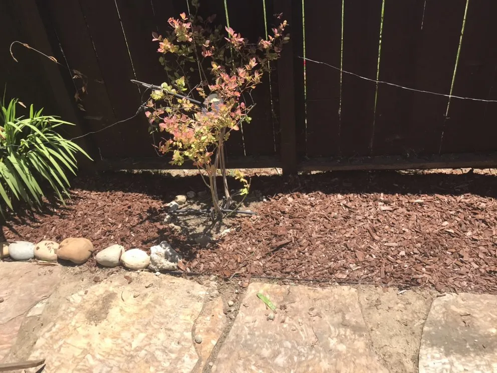 Top-rated yard cleanup service in Watsonville, CA by L A Lawn & Landscape Care Service