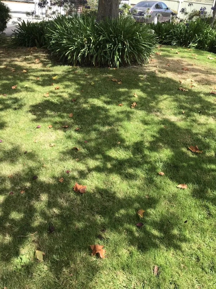 Affordable outdoor landscaping in Watsonville, CA - L A Lawn & Landscape Care Service