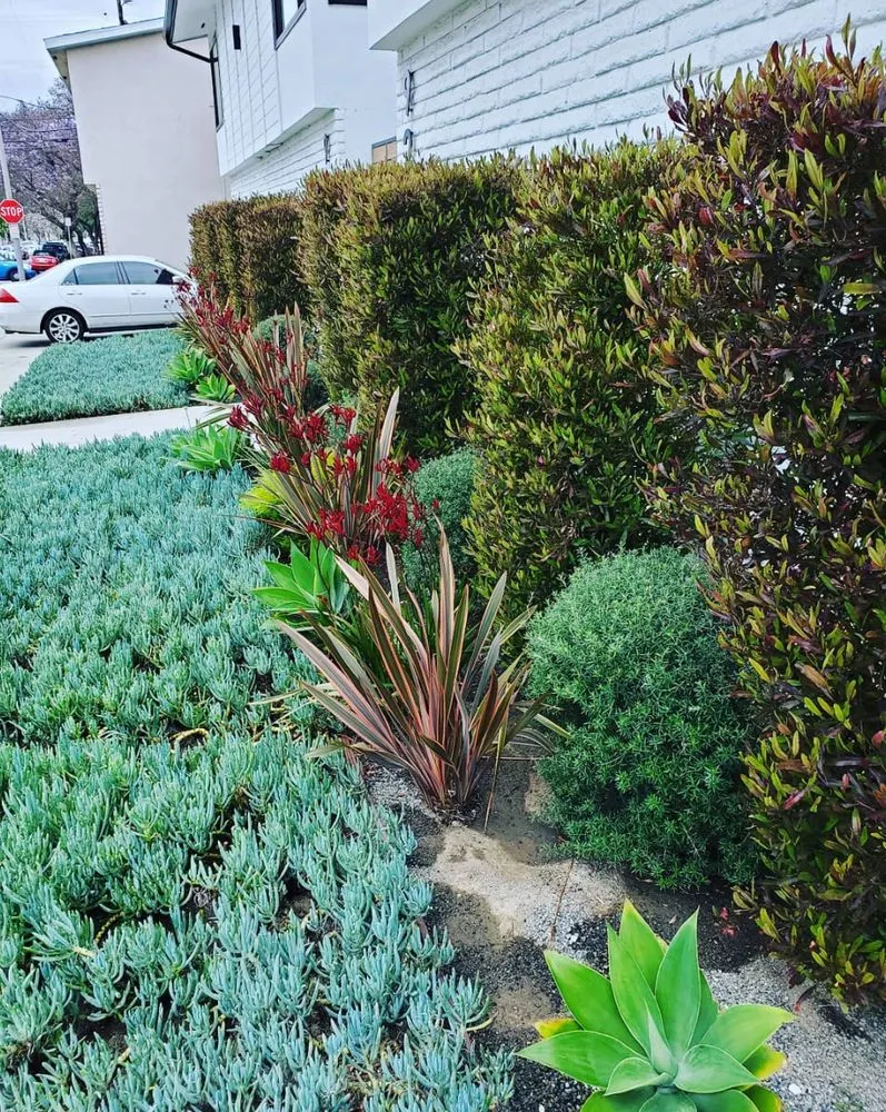 Affordable yard maintenance in Los Angeles, CA by L A Plants