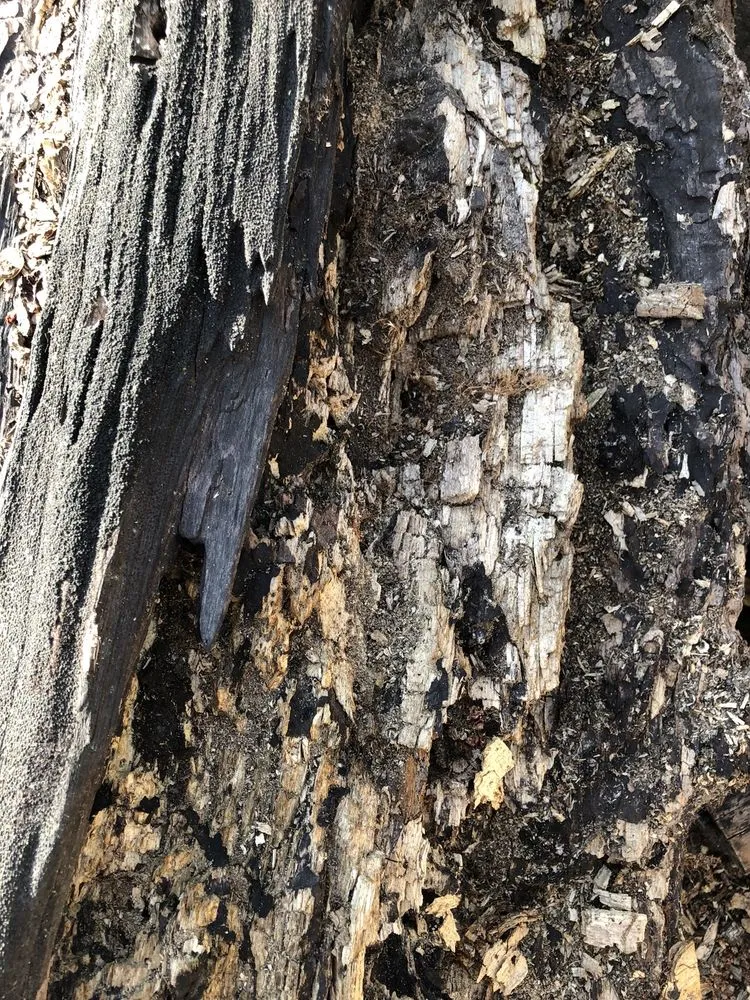 Reliable landscaping services with custom design in Lake Orion, MI by L and L Tree Service