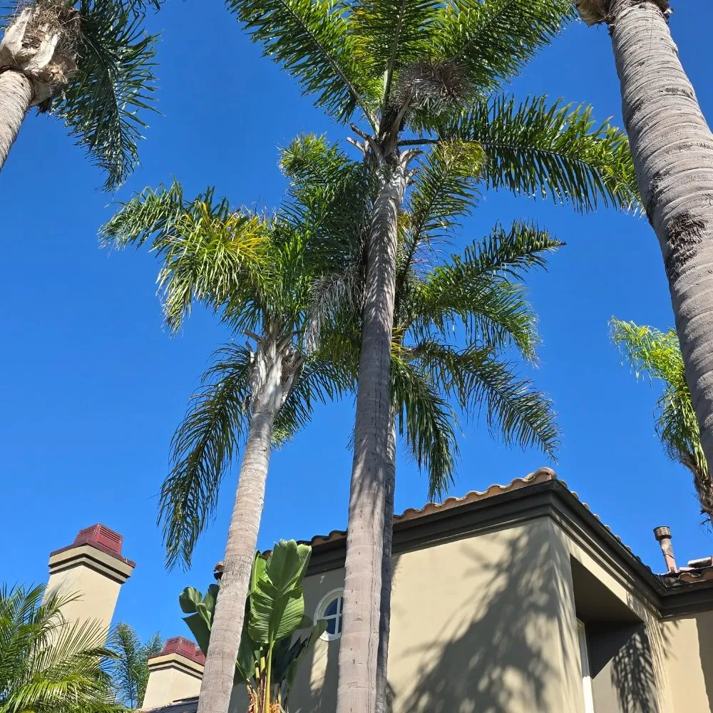 Professional residential landscaping in Santa Ana, CA by L Bravo Tree Services