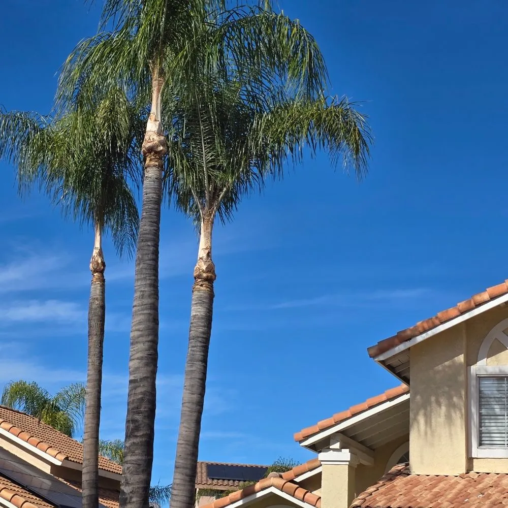 Custom garden landscaping experts serving Santa Ana, CA - L Bravo Tree Services