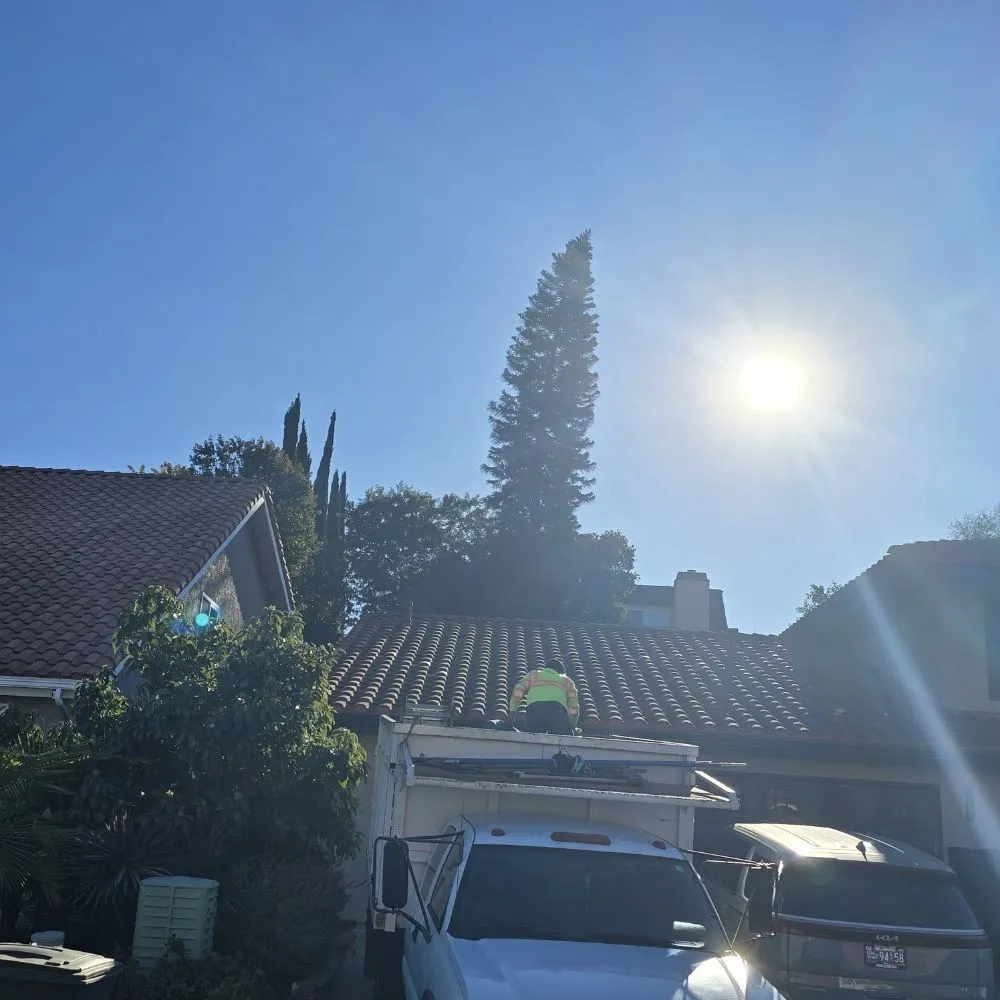 Reliable yard cleanup service experts serving Santa Ana, CA - L Bravo Tree Services