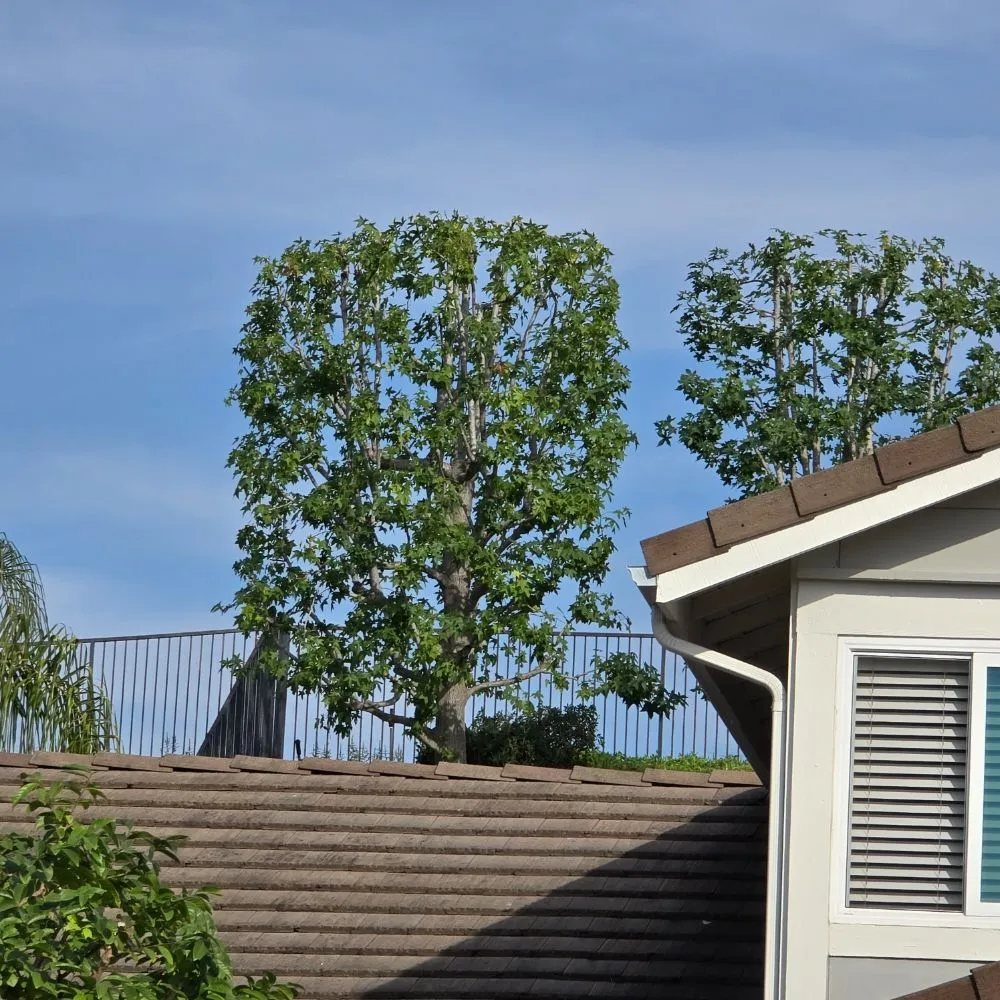 Professional lawn mowing service with custom design across Santa Ana, CA - L Bravo Tree Services