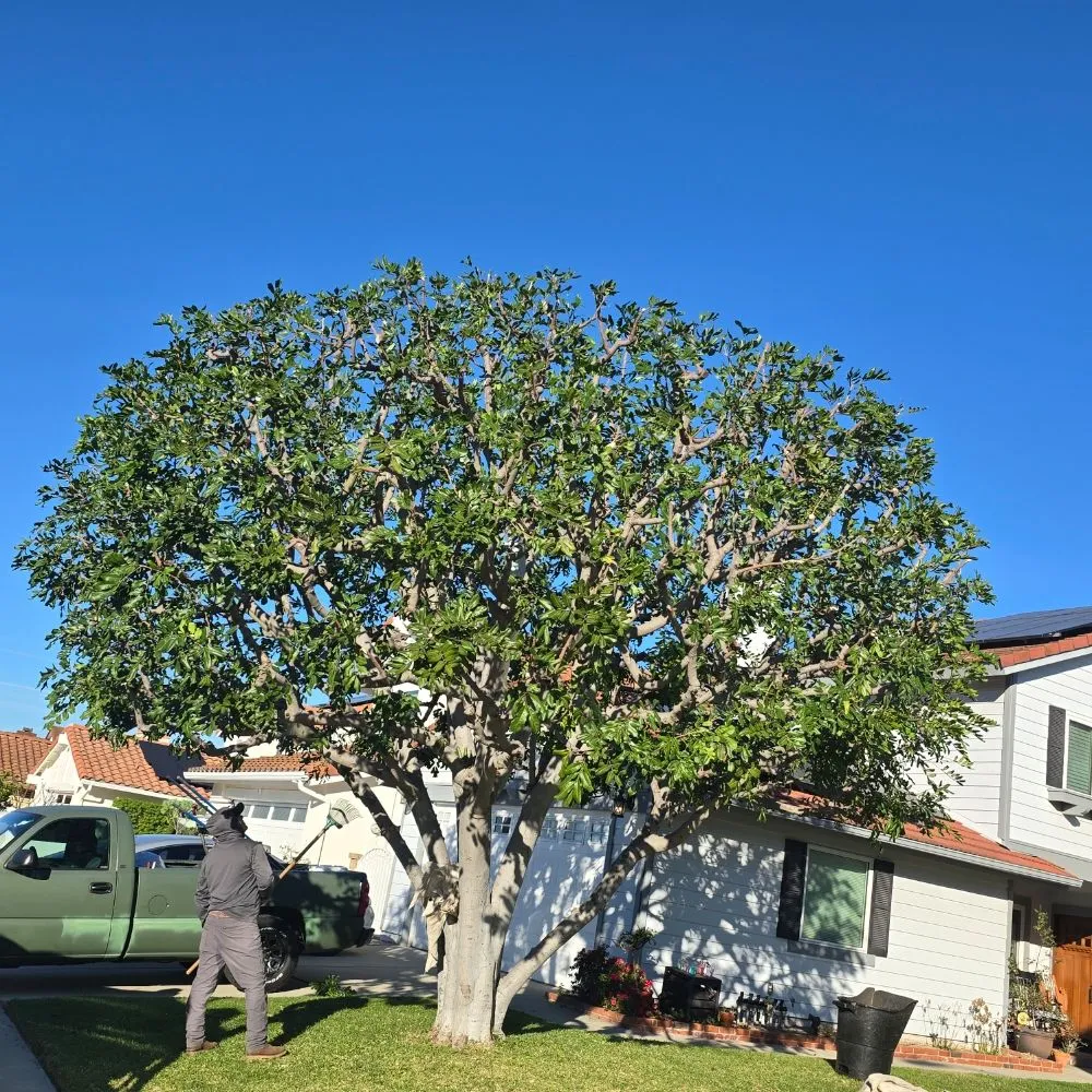 Top-rated yard cleanup service near you across Santa Ana, CA - L Bravo Tree Services