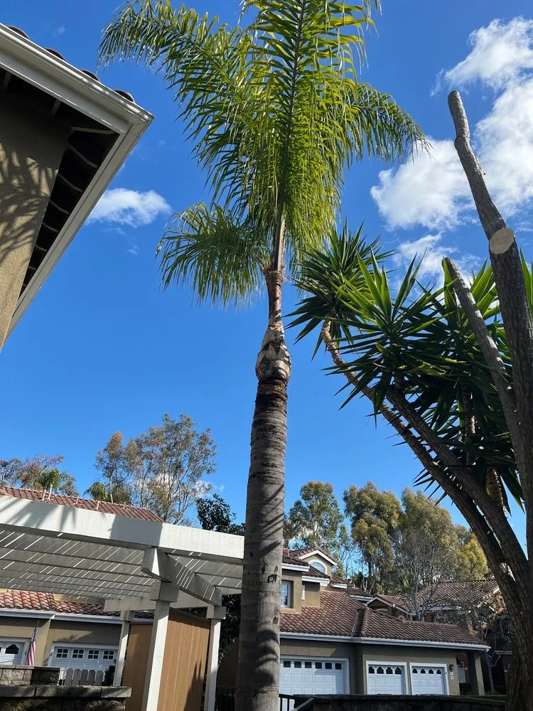 Trusted lawn care service in Santa Ana, CA by L Bravo Tree Services