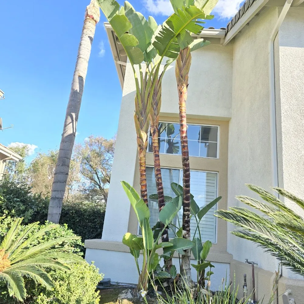 Reliable garden landscaping for beautiful yards across Santa Ana, CA - L Bravo Tree Services