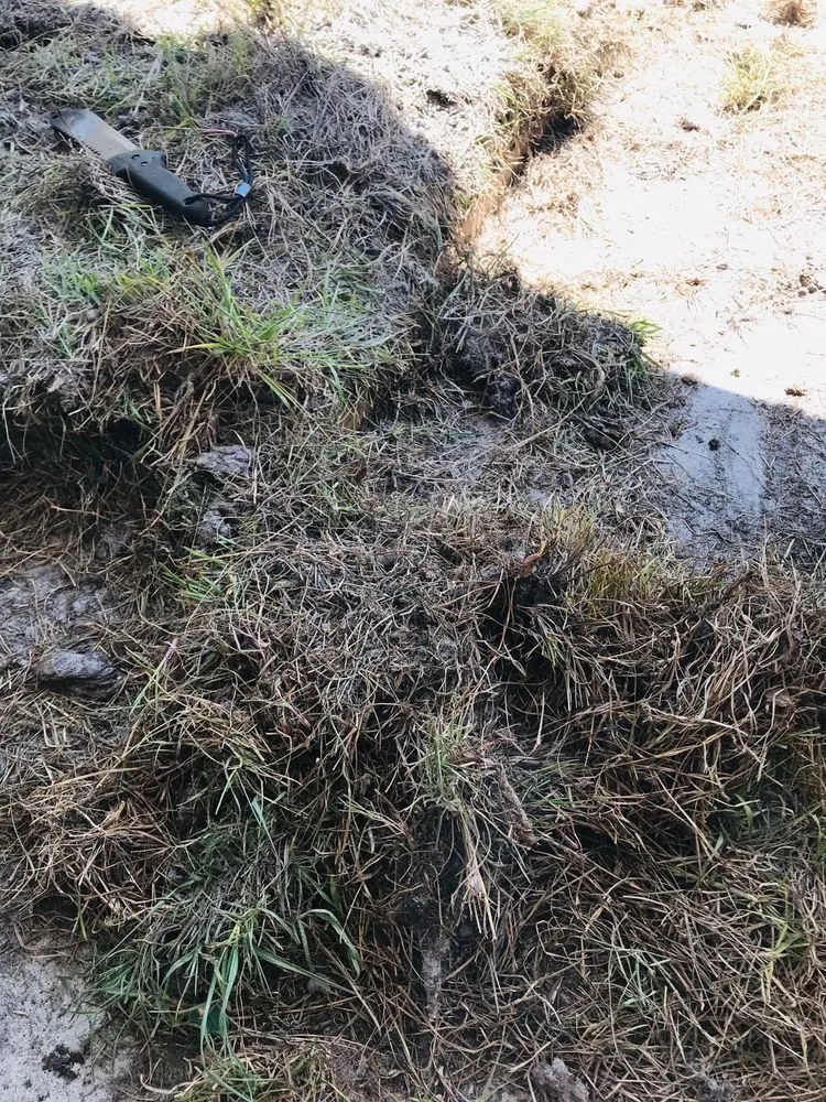 Custom lawn care service experts serving Saint Petersburg, FL - L Gil Sod