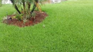 Top-rated lawn mowing service experts serving Saint Petersburg, FL - L Gil Sod