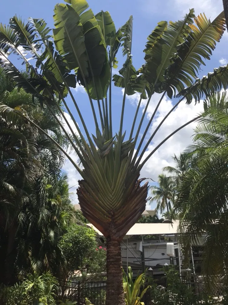 Top-rated landscaping services for beautiful yards in Cape Coral, FL by L J Decorating Landscape