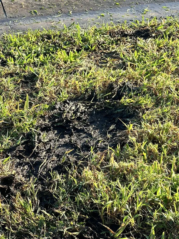 Top-rated yard maintenance for beautiful yards in Longwood, FL by L M Landscaping Services