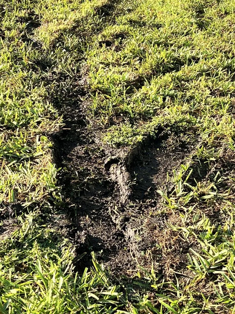 Top-rated lawn care service for residential properties across Longwood, FL - L M Landscaping Services