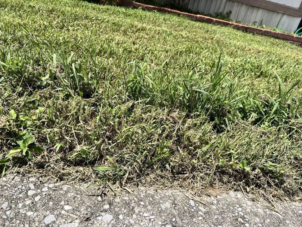 Trusted lawn mowing service in Longwood, FL - L M Landscaping Services