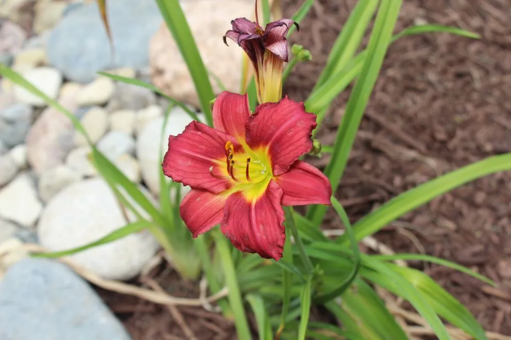 Affordable garden landscaping in Omaha, NE by L-Mgt Landscaping & Lawn