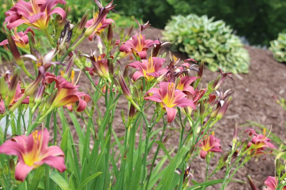 Reliable yard maintenance in Omaha, NE by L-Mgt Landscaping & Lawn