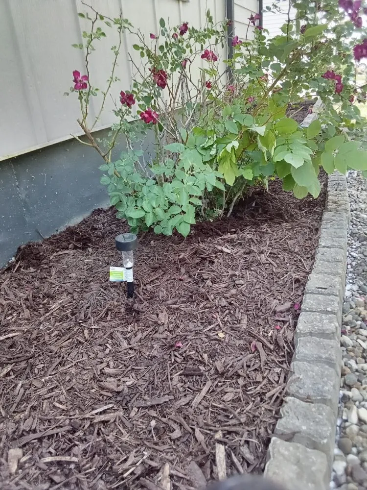 Trusted yard cleanup service near you in Des Moines, IA by L N M Services