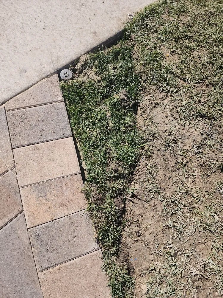 Expert landscape installation in San Diego, CA by L. Raymond's Landscaping & Construction