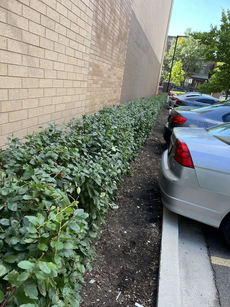 Reliable yard maintenance in Riverdale, IL by L Rojas Landscaping