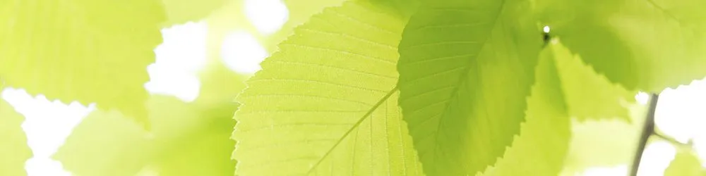 Custom yard maintenance experts serving Kewaskum, WI - L S Landscapes & Tree Care