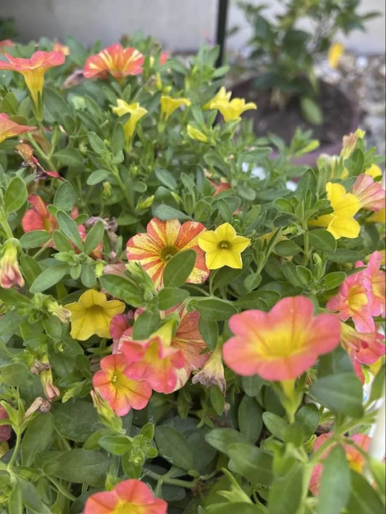 Local yard maintenance experts serving Decatur, IL - L Squared Aesthetics