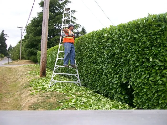 Affordable landscaping services in Seattle, WA - La Casa Verde Landscaping