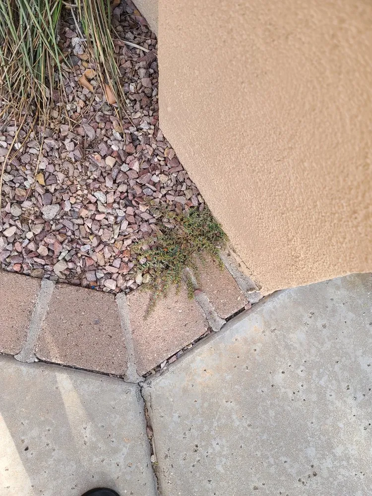 Trusted landscape installation for year-round maintenance in Tucson, AZ by La Cholla Landscaping
