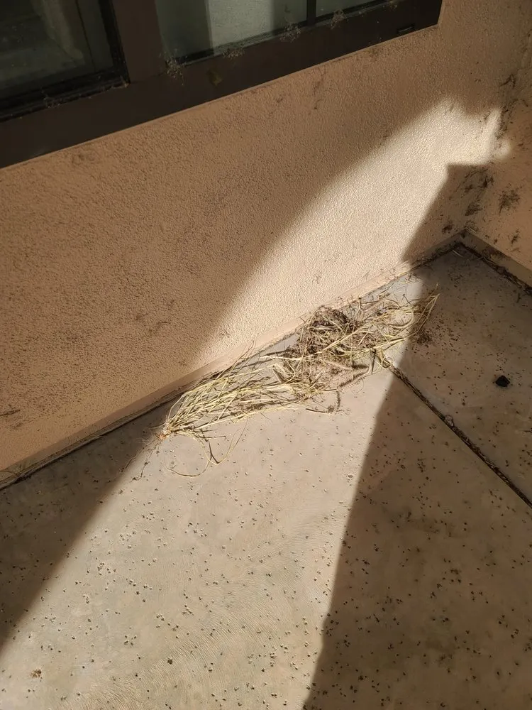 Trusted landscape installation for residential properties across Tucson, AZ - La Cholla Landscaping