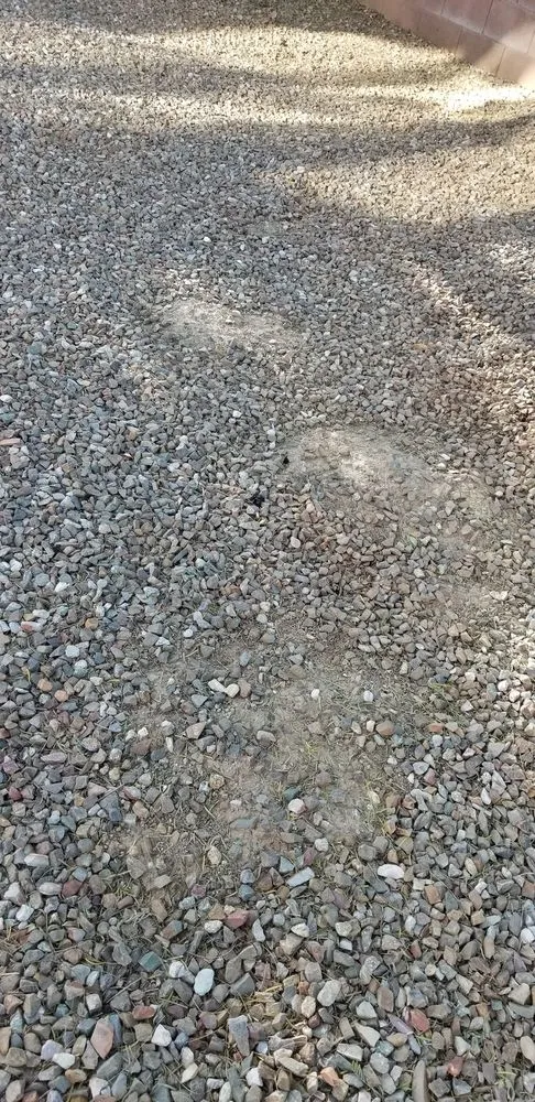 Expert landscape installation for homes in Tucson, AZ by La Cholla Landscaping