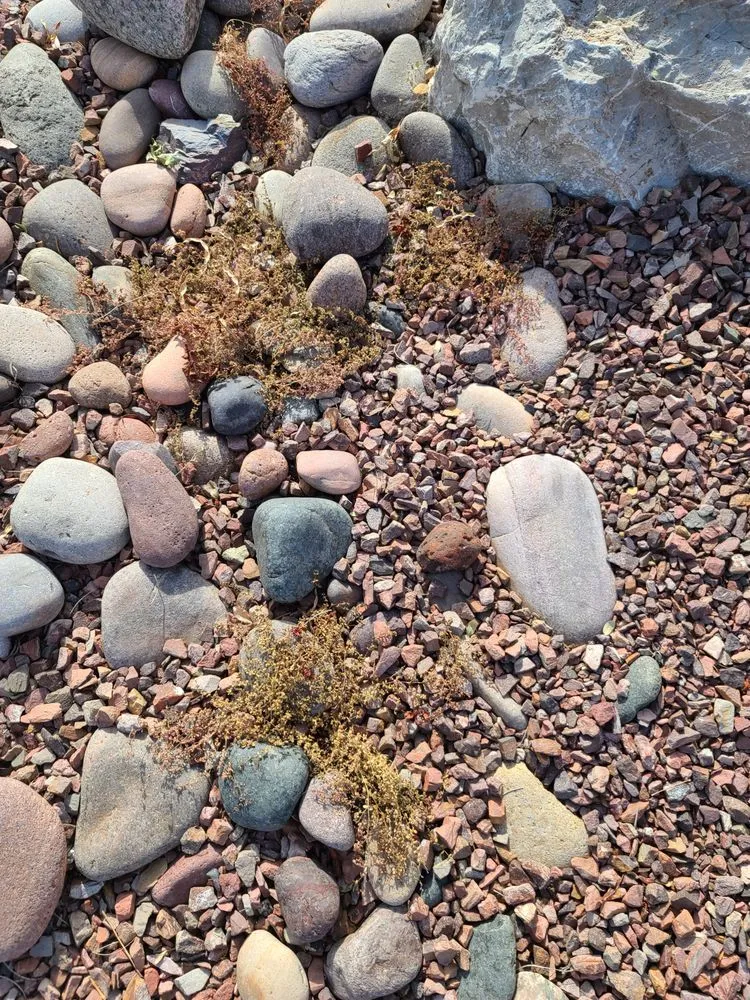 Custom residential landscaping for year-round maintenance in Tucson, AZ by La Cholla Landscaping