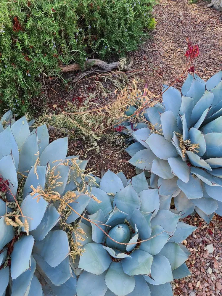 Local landscape installation for homes across Tucson, AZ - La Cholla Landscaping