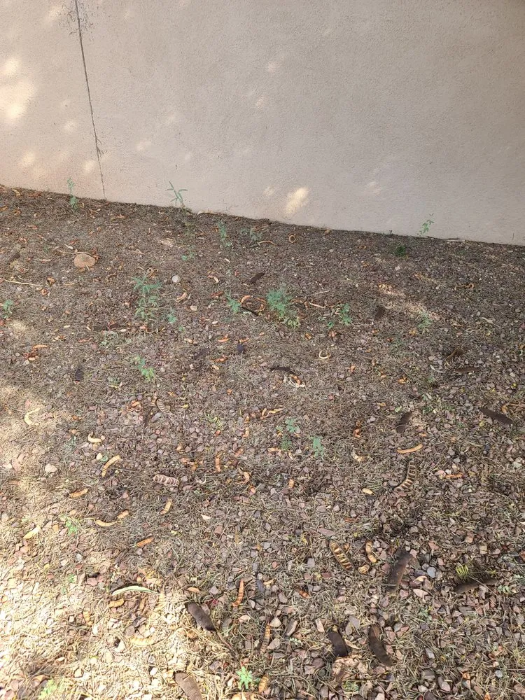 Local landscape installation for homes in Tucson, AZ by La Cholla Landscaping