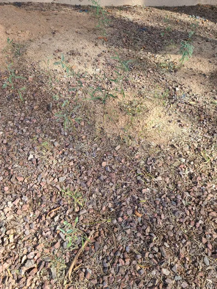 Trusted residential landscaping experts serving Tucson, AZ - La Cholla Landscaping