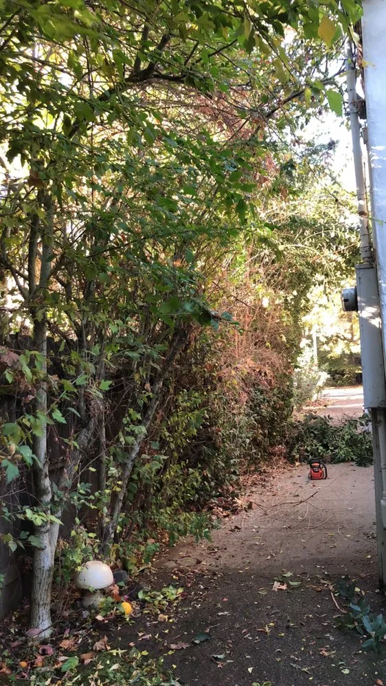 Reliable yard cleanup service in SACRAMENTO, CA by La Colonia Concrete Landscaping